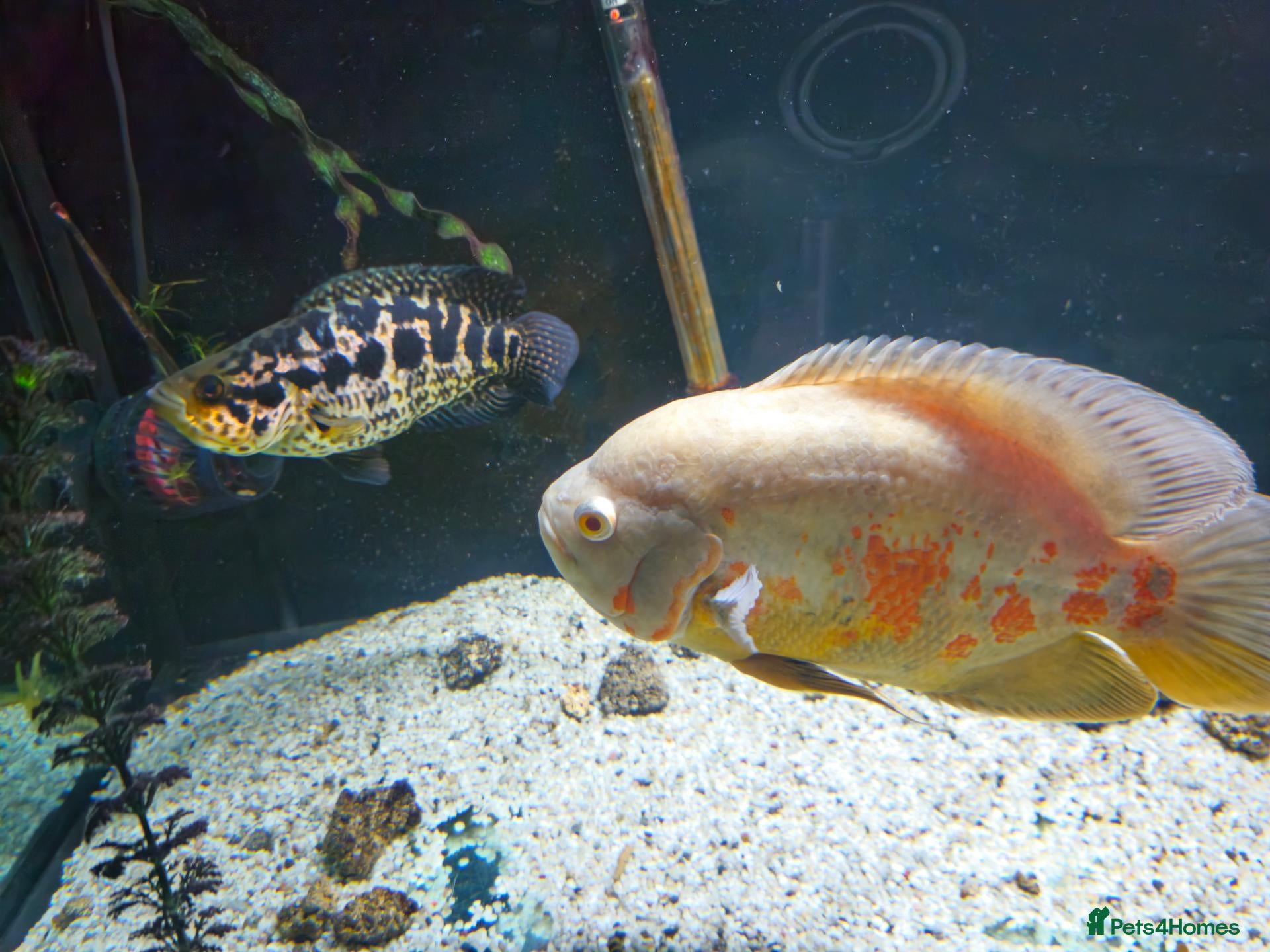 Cichlids fish Female Oscar & Jaguar Cichlid - Advert 4