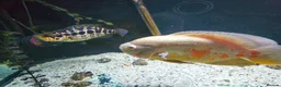 Cichlids fish for sale: Female Oscar & Jaguar Cichlid in Telford - Advert 1