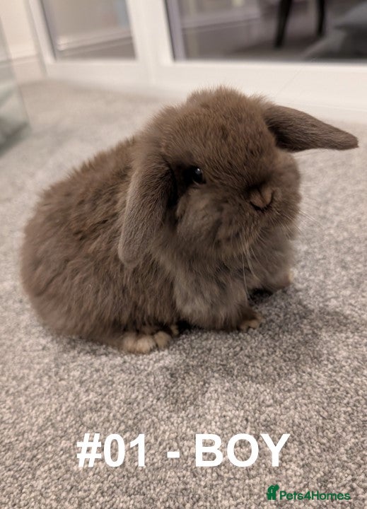 Mini Lop rabbits Exceptional Mini-Lops. Collect from: 18th February - Advert 10