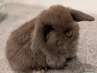 Mini Lop rabbits Exceptional Mini-Lops. Collect from: 18th February - Advert 10