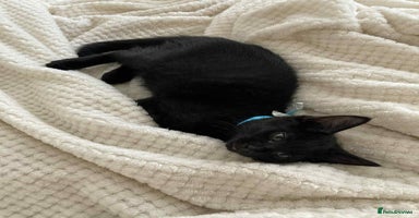 Mixed Breed cats - Advert 1