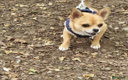 Chihuahua dogs for stud: PUREBRED CHIHUAHUA FOR STUD ONLY APPLE HEADED   - Image 7