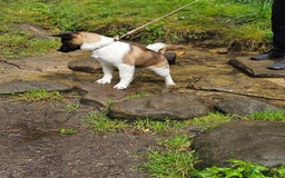 Akita dogs for sale: Athena - Image 3