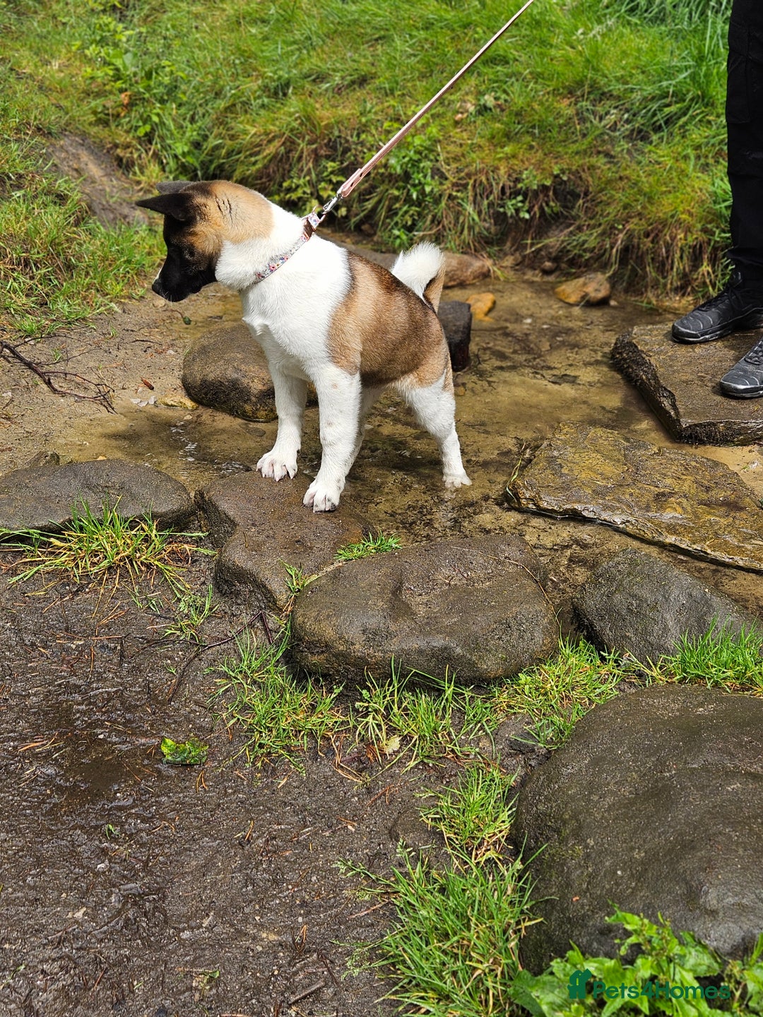 Akita dogs for sale: Athena - Image 3