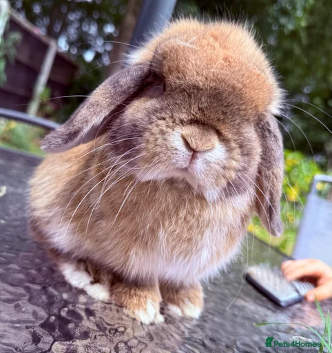 Gallery Image {{count}}