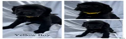 Mixed Breed dogs for sale: Springalier puppies for sale  - Advert 9