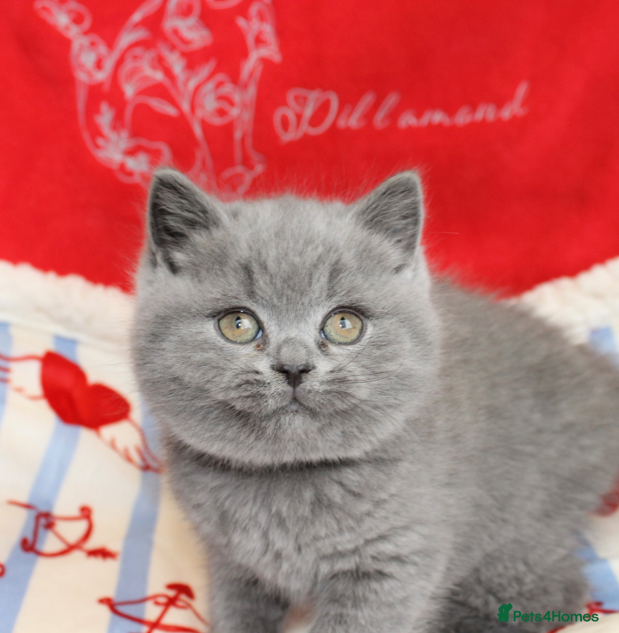British Shorthair cats for sale: Gccf British Blue kittens  - Advert 5