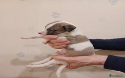 Whippet dogs for sale: Beautiful KC Reg Whippet Puppies - Advert 2