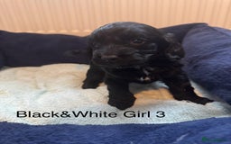 Cockapoo dogs for sale: Cockapoo puppies - Image 7