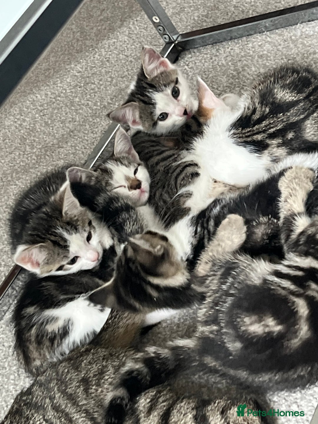 Mixed Breed cats for sale: Kittens  - Image 31