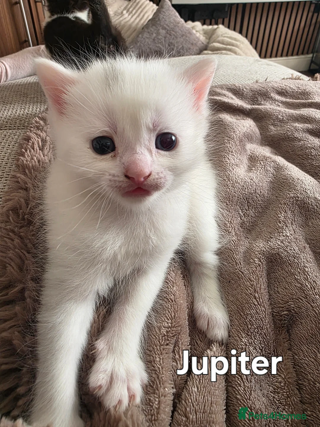 Mixed Breed cats for sale: beautiful kittens blue eyes ready 16th may - Advert 1