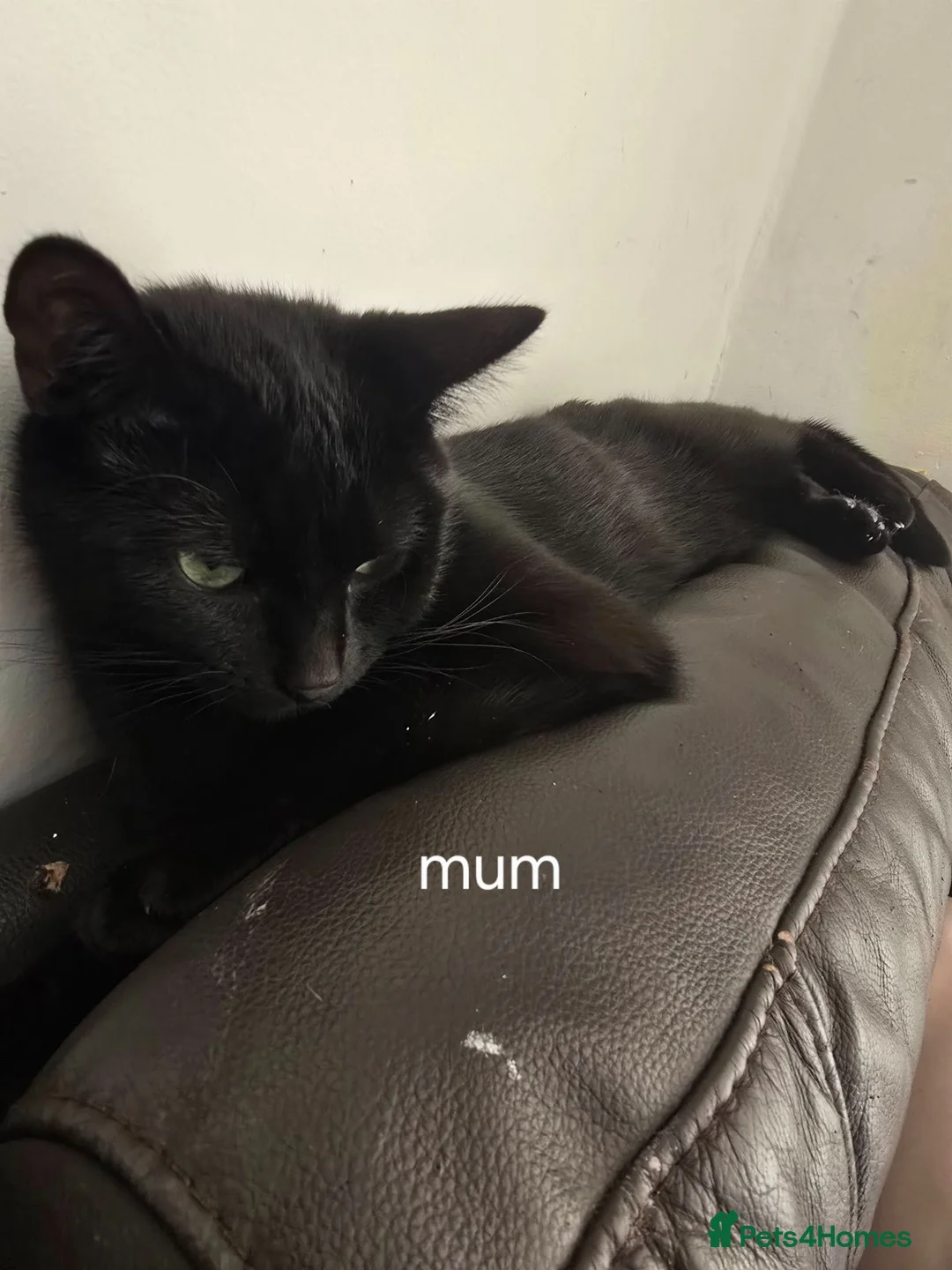 Mixed Breed cats for sale: Kittens in Cramlington - Advert 1