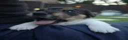 Jack Russell dogs for sale: 5 Adorable Jack Russell's looking for 5* Homes - Advert 9