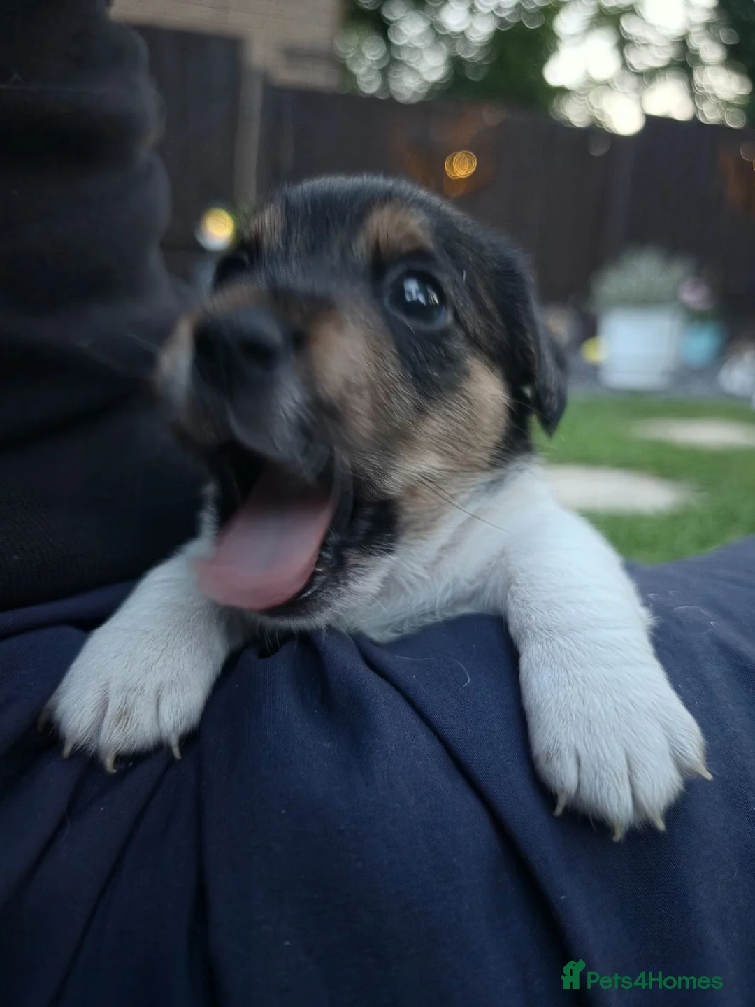 Jack Russell dogs for sale: *Last 1* Adorable Jack Russell for 5* Home - Advert 9