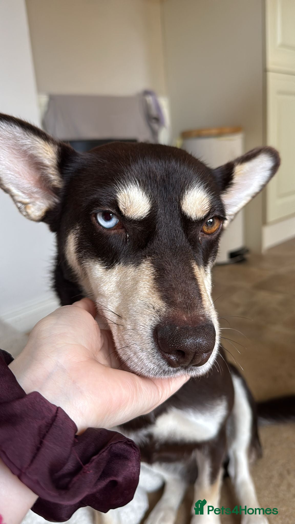 Mixed Breed dogs ❤️Azara❤️: 3-year-old small-to-low-medium girl  - Advert 3