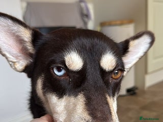 Mixed Breed dogs ❤️Azara❤️: 3-year-old small-to-low-medium girl - Advert 3