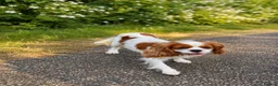 Cavalier King Charles Spaniel dogs for sale: Beautiful KC reg 1 year old girl - Advert 4