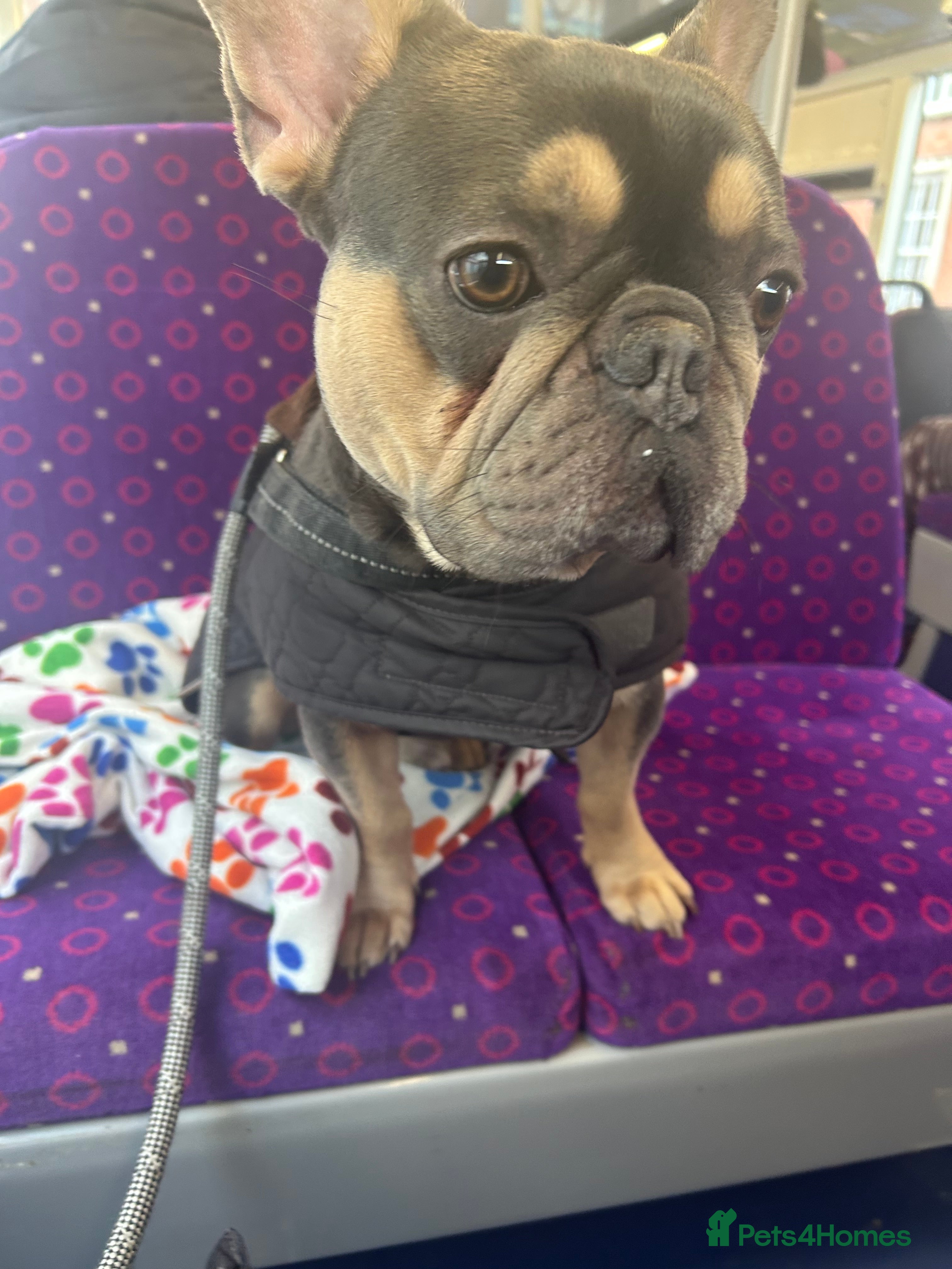 French Bulldog dogs Beautiful male French bulldog  - Advert 7