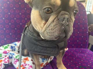 French Bulldog dogs Beautiful male French bulldog - Advert 7