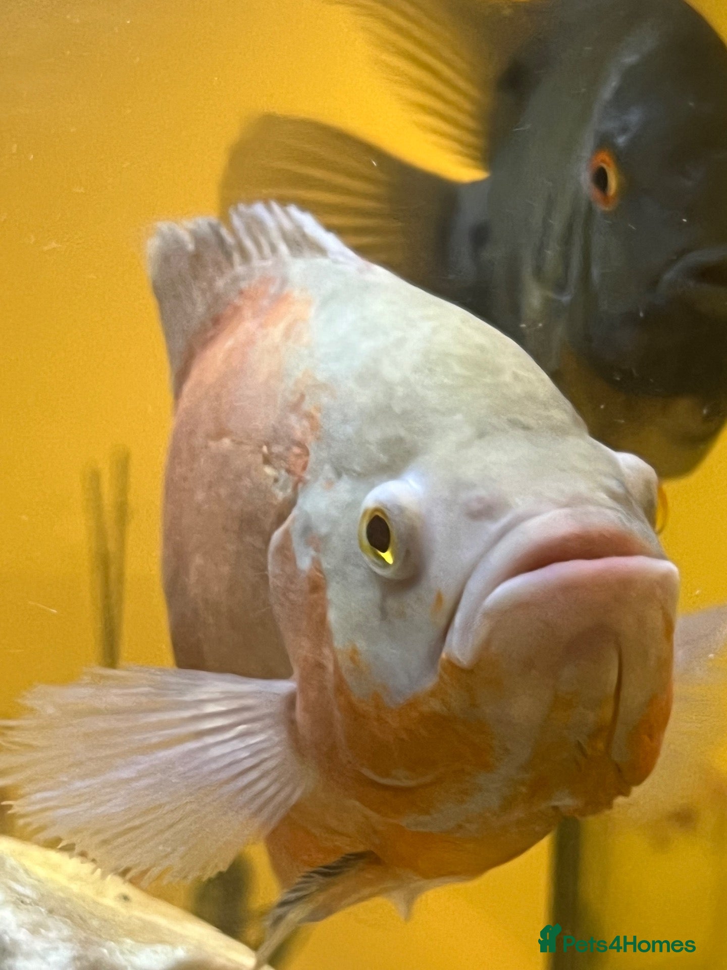 Cichlids fish Albino red Oscar fish  - Advert 9