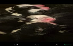 Border Collie dogs for sale: Pure border collie puppies  - Image 5