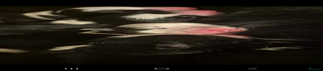 Border Collie Puppy 4