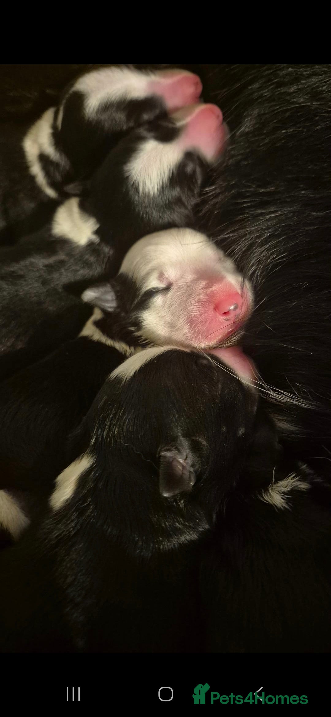 Border Collie dogs for sale: Pure border collie puppies  - Image 5