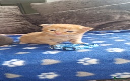 Mixed Breed cats for sale: Beautiful adorable kittens 💙🩵🩷 - Image 4