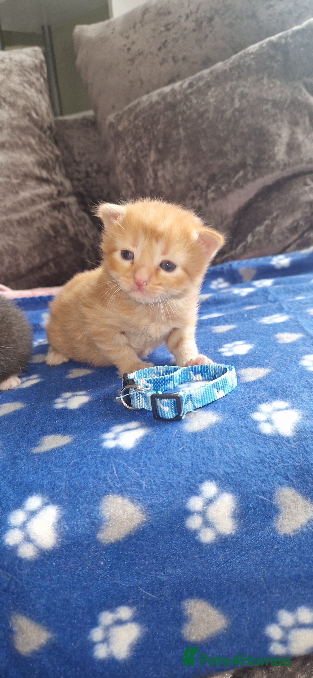 Mixed Breed cats for sale: Beautiful adorable kittens 💙🩵🩷 - Image 4