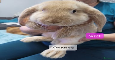 French Lop rabbits - Advert 12