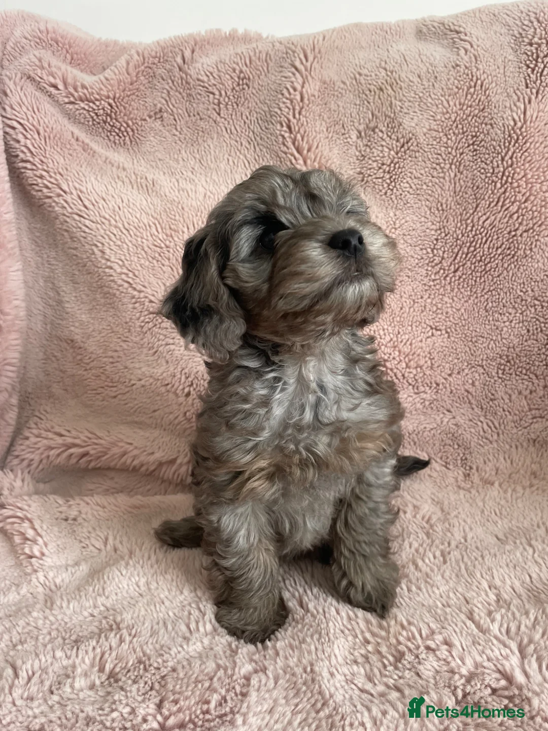 Cockapoo dogs for sale: 4 Toy cocker poos  - Advert 1