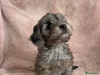 Cockapoo dogs 4 Toy cocker poos - Advert 18