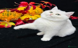 British Shorthair cats for sale: Tica British short hair kittens  - Image 5