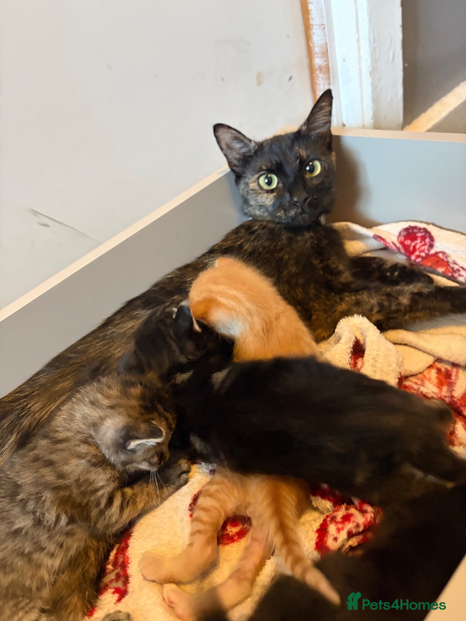 British Shorthair cats Baby kitties for sale  - Advert 18