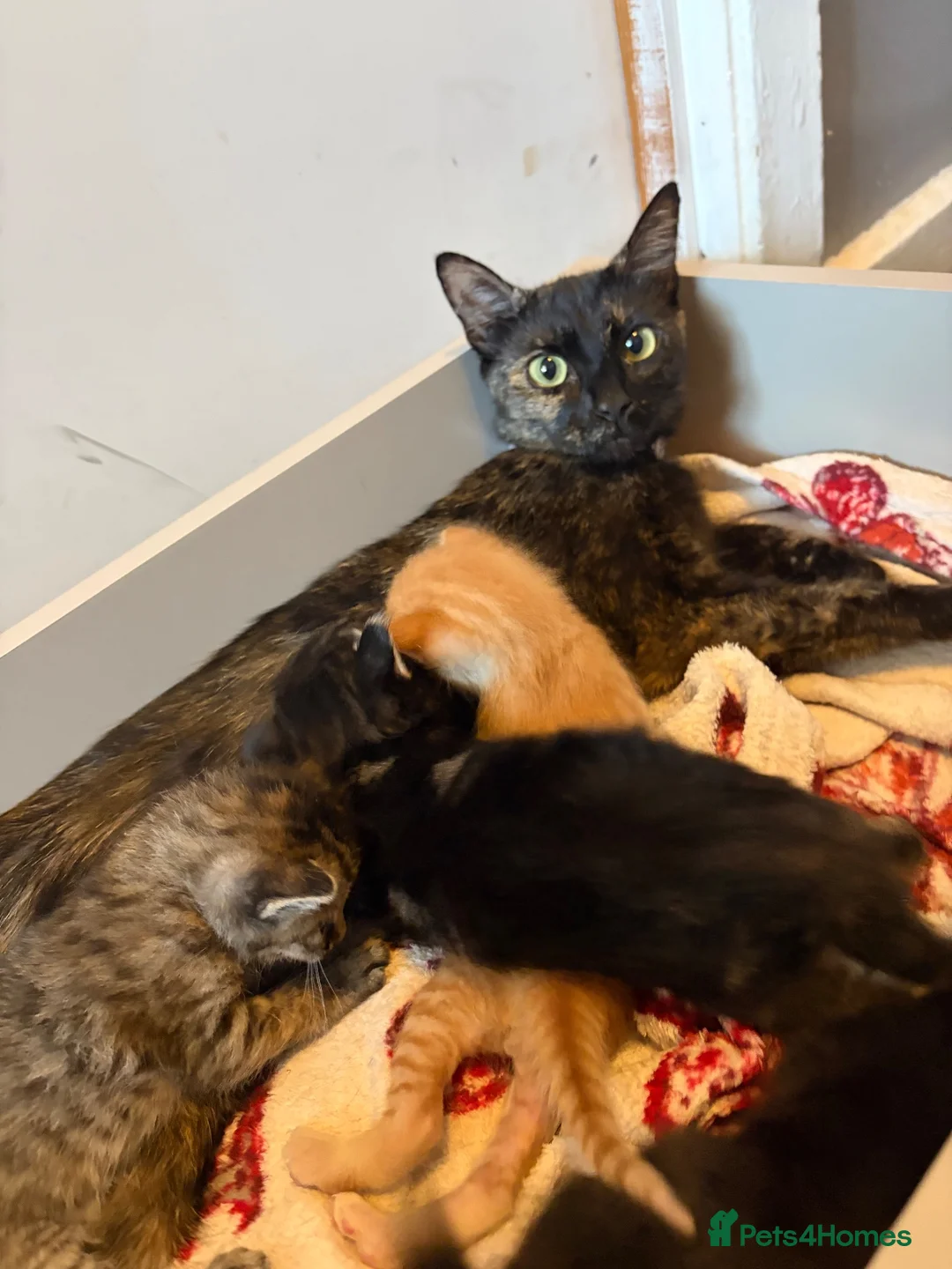 British Shorthair cats for sale: Baby kitties for sale  in Salisbury - Advert 1
