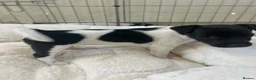 Jack Russell dogs for sale: Jack Russell  - Advert 6