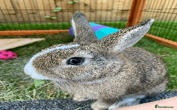 Netherland Dwarf rabbits for sale: Bonded pair of Netherlands Dwarfs - Image 6