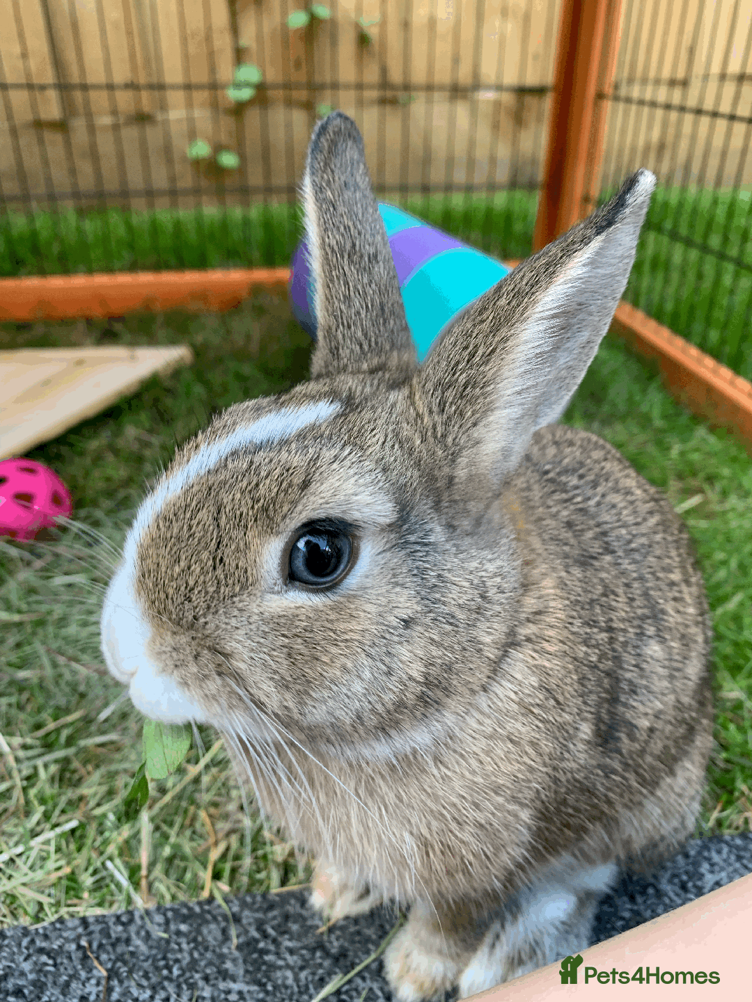 Netherland Dwarf rabbits for sale: Bonded pair of Netherlands Dwarfs - Image 6