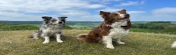 Mixed Breed dogs for sale: Stunning Border Collie x Belgian Malinois Puppies - Advert 4