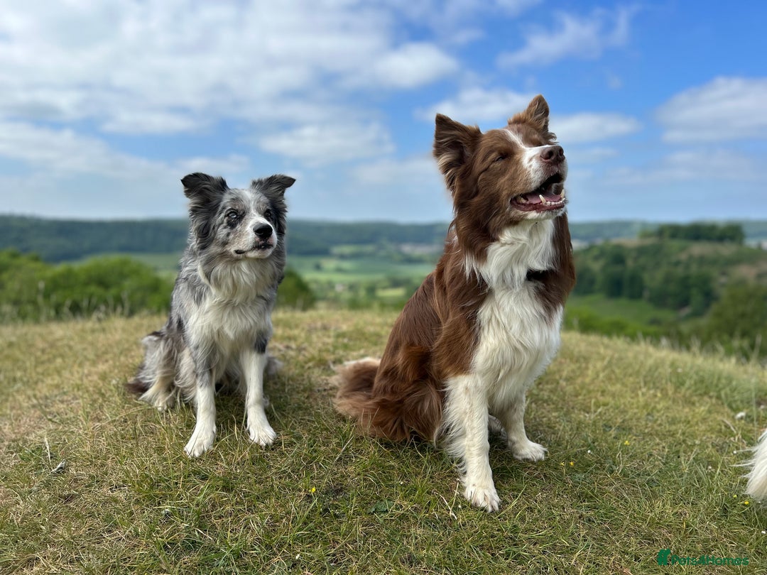 Mixed Breed dogs for sale: Stunning Border Collie x Belgian Malinois Puppies - Advert 4