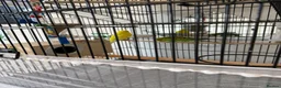 Budgerigars birds for sale: Budgies with Huge Cage and all other accessories in Coventry - Advert 12