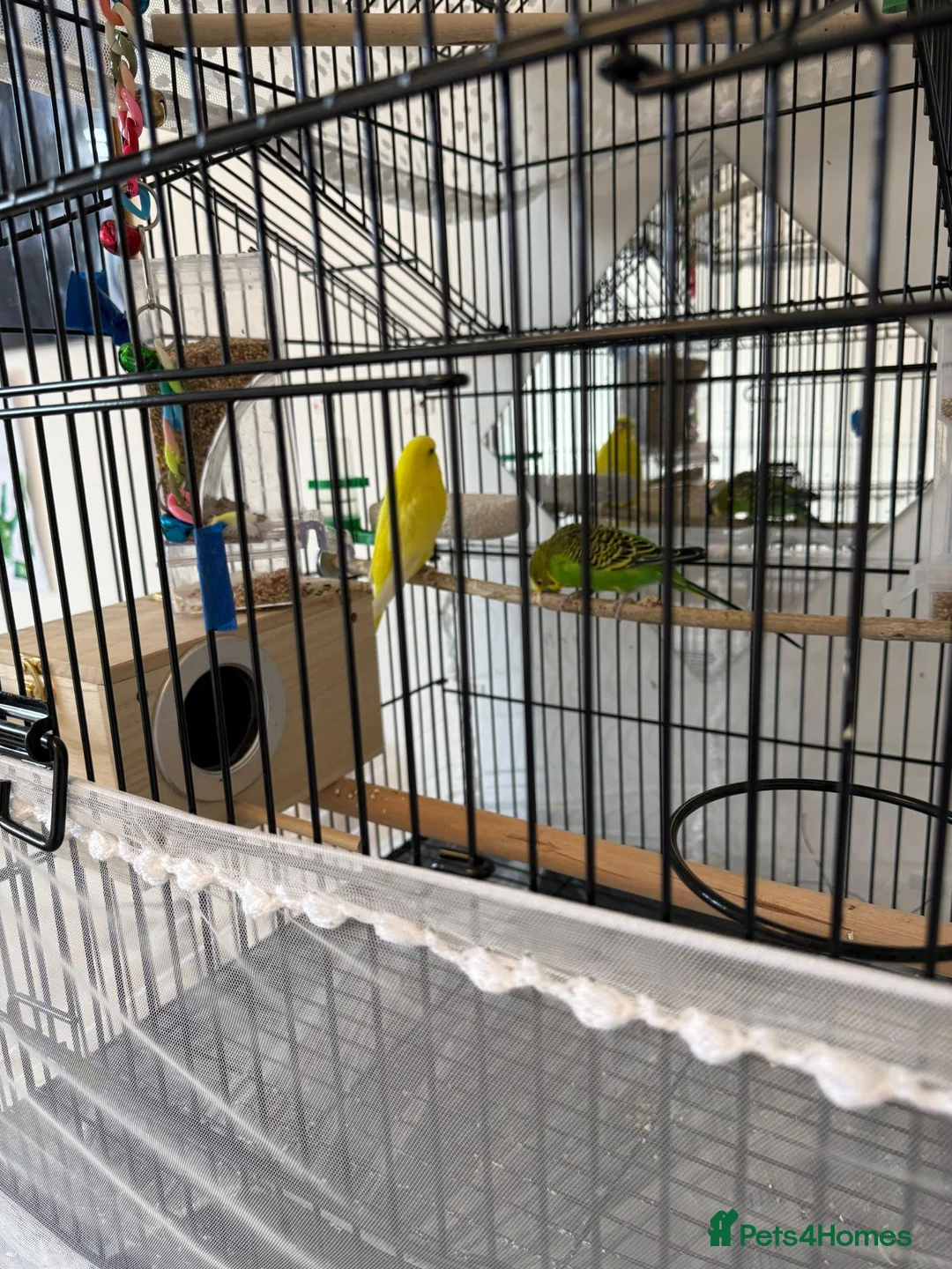 Budgerigars birds for sale: Budgies with Huge Cage and all other accessories in Coventry - Advert 12
