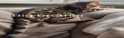 Bengal cats for sale: TICA Genetic Health Tested Snow Silver Kittens - Advert 16