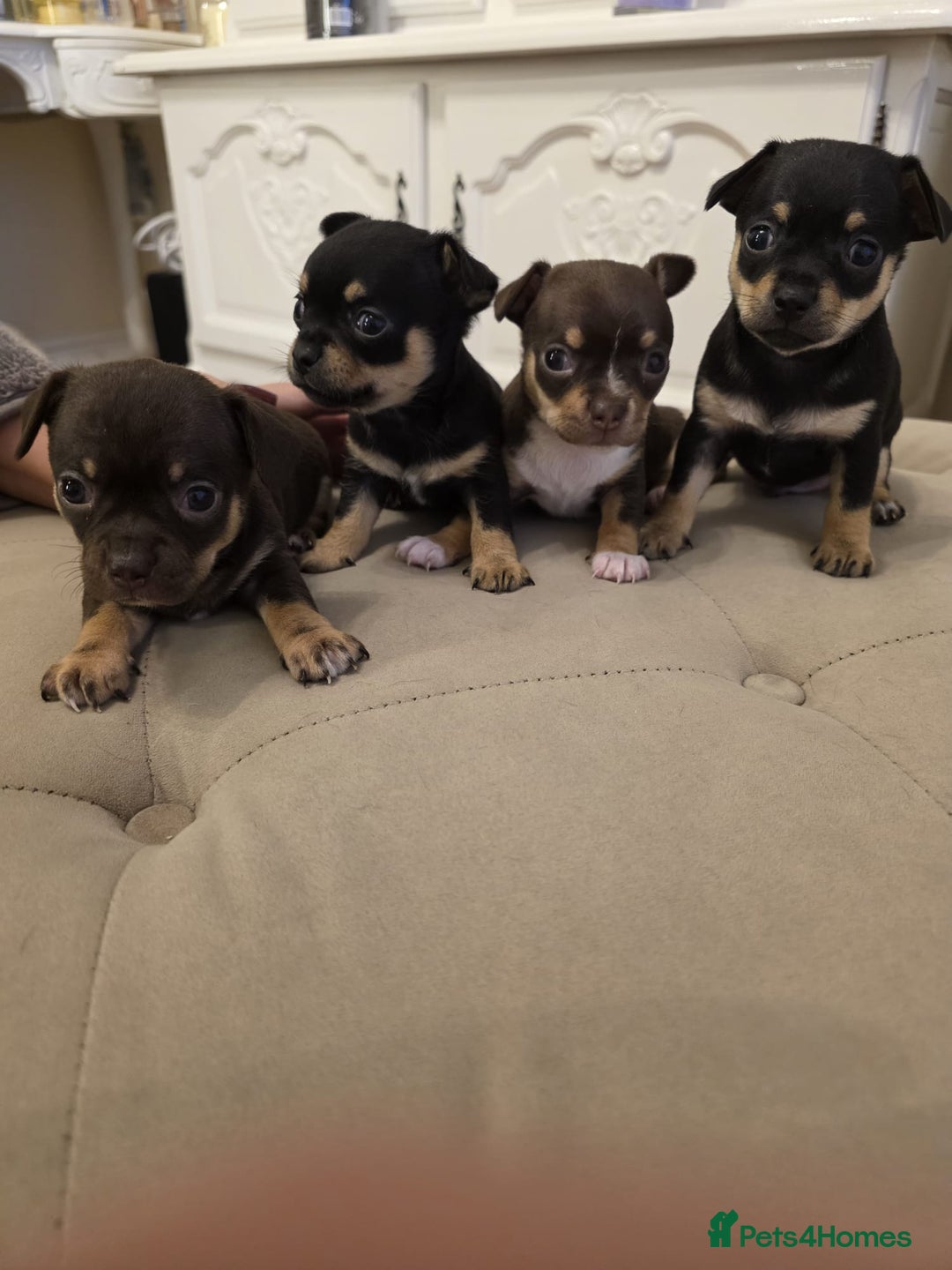 Chihuahua dogs for sale: 4 Chihuahua Puppies - Advert 1