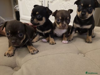 Chihuahua dogs 4 Chihuahua Puppies - Advert 2