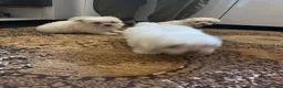 Maltese dogs for sale: Bichon maltese mini toy pure breed - Advert 11