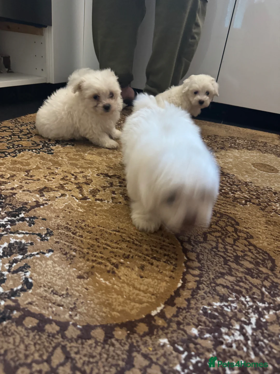 Maltese dogs for sale: Bichon maltese mini toy pure breed - Advert 11