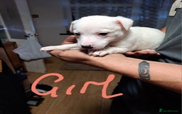 Jack Russell dogs for sale: Jolly Joyful Jack Russells  - Image 24