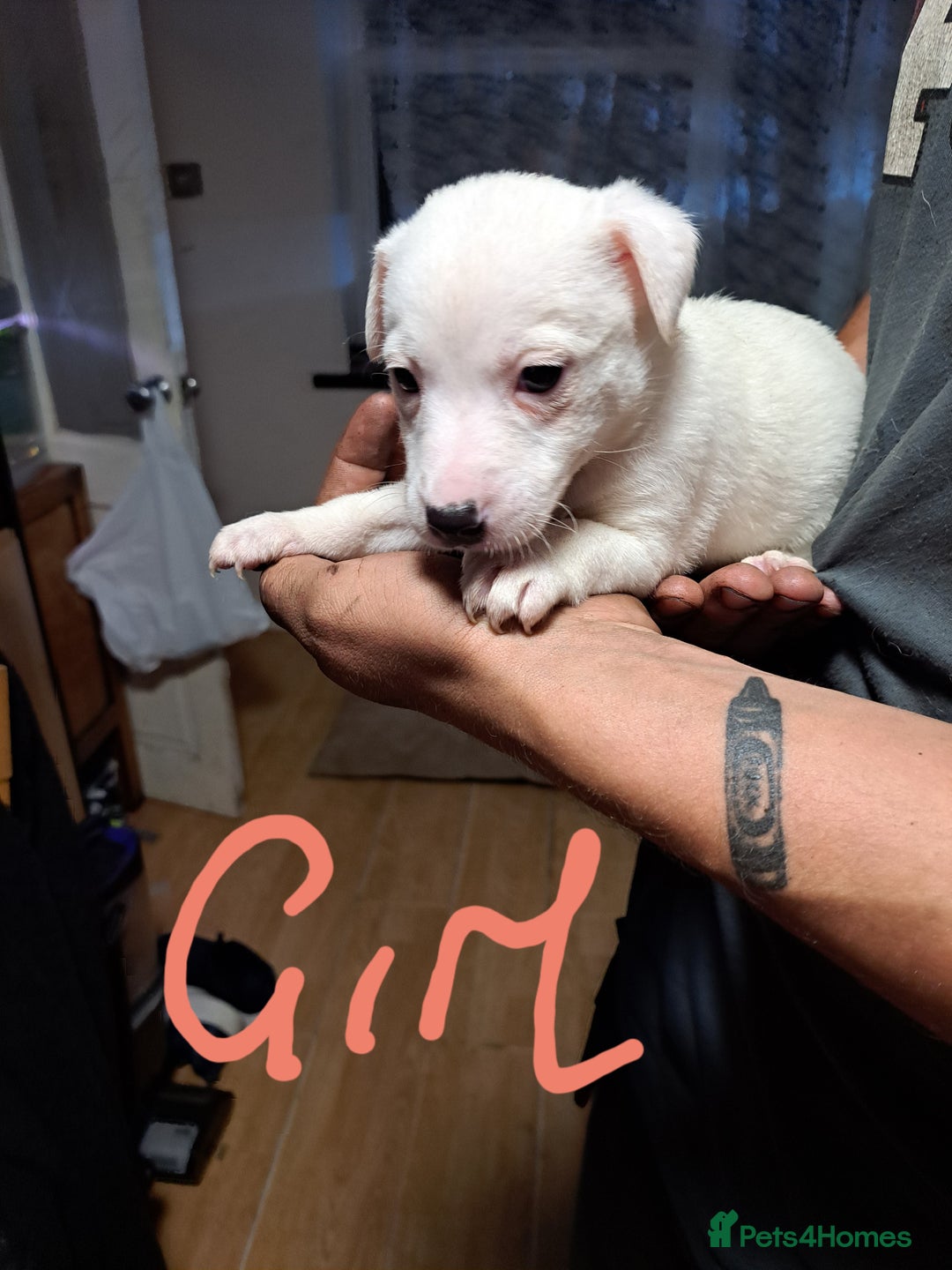 Jack Russell dogs for sale: Jolly Joyful Jack Russells  - Image 24