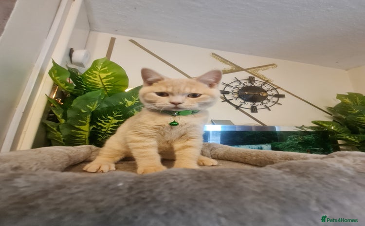 British Shorthair cats - Advert 2